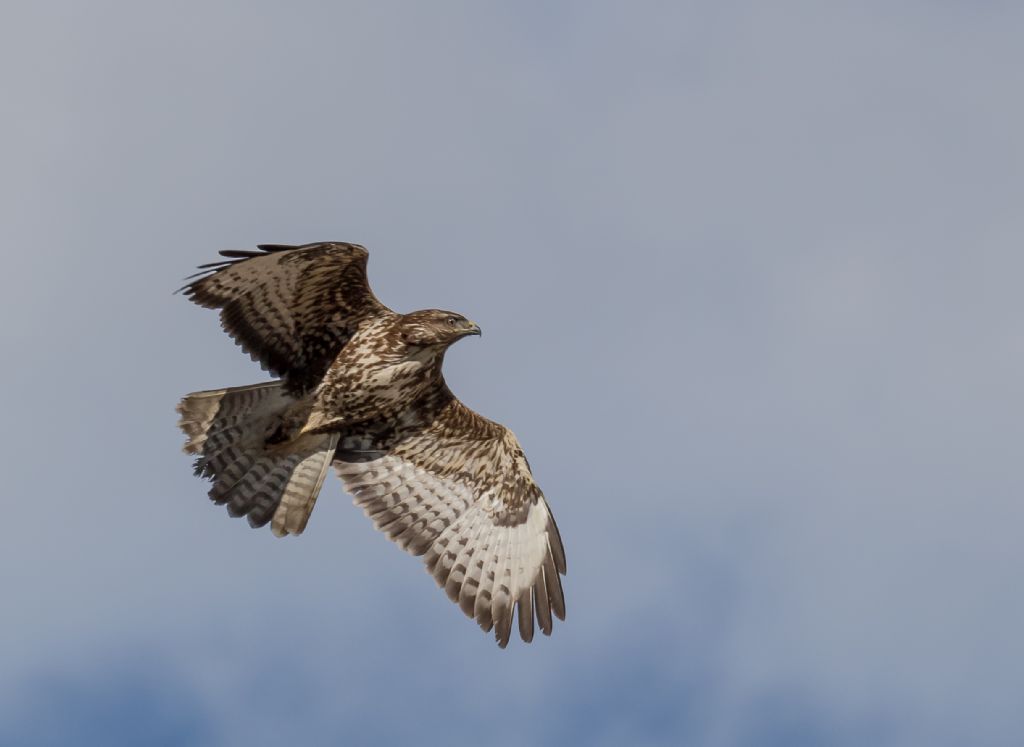 Poiana (Buteo buteo)